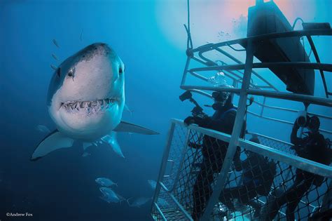 Great White Sharks — Australia Big Animals Expeditions