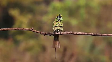 Masteran Gacor Pikat Burung Kirik Kirik Suara Pancingan Park