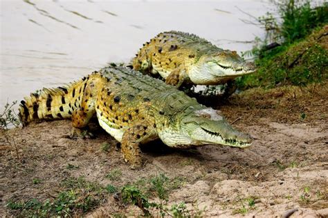 Cocodrilo Del Orinoco Crocodylus Intermedius