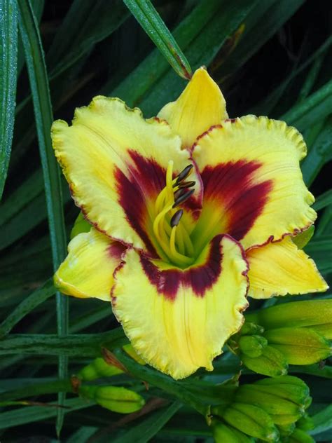 Flower Homes: Daylily Flowers