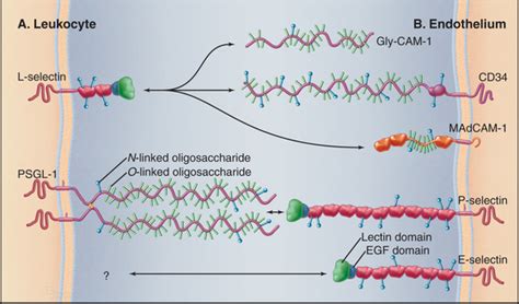 Cellular Adhesion Basicmedical Key