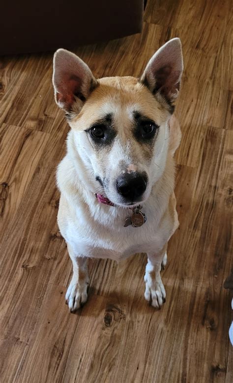 West Asheville LOST & FOUND pets | Facebook