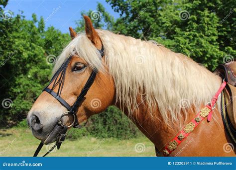 Portrait Of A Beautiful Haflinger Horse Stock Image Image Of Hoof