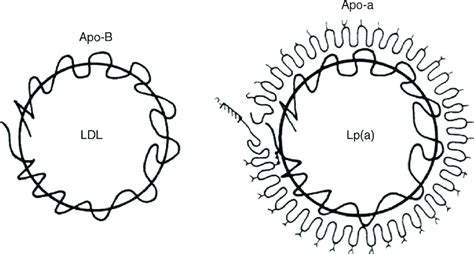 aufbau eines lipoproteins kardiovaskulare pravention neues zum