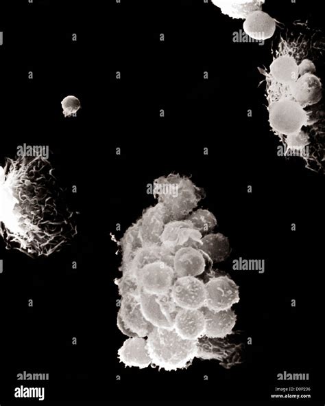 Macrophage Light Microscope