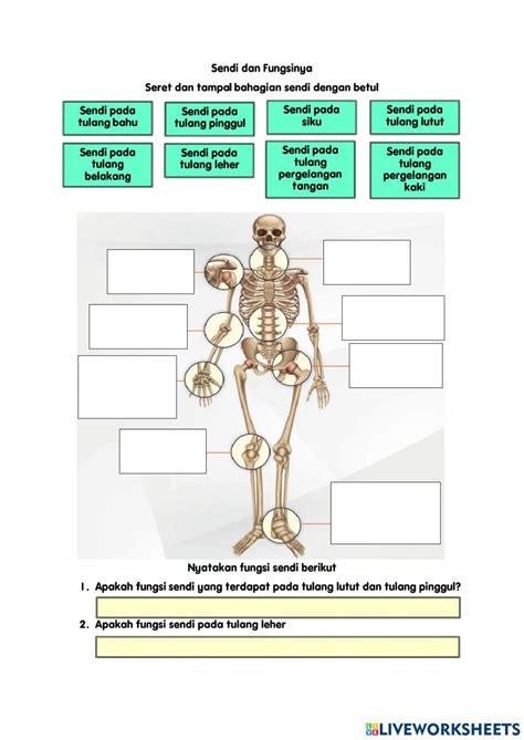 detail gambar sendi  fungsinya koleksi nomer