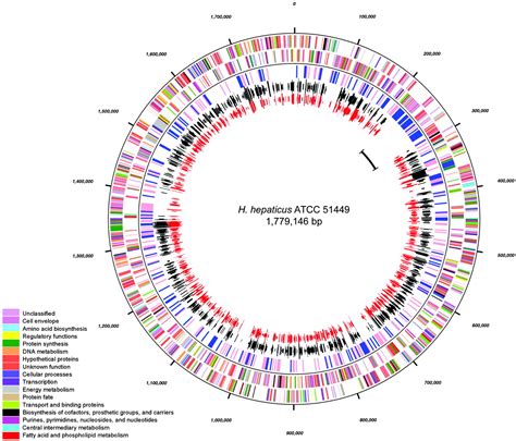 The Complete Genome Sequence Of The Carcinogenic Bacterium Helicobacter