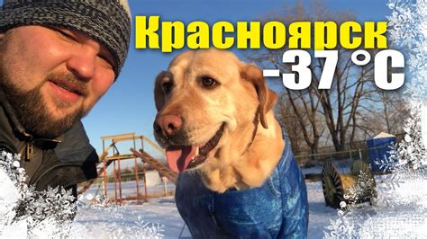 Красноярск, Остров Татышева зимняя прогулка с лабрадором. В -37 на Ёлку ...