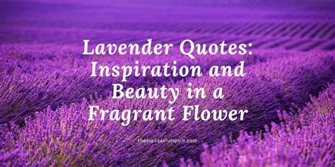 Lavender Quotes: Inspiration and Beauty in a Fragrant Flower ...