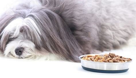 What To Feed Your Bearded Collie Diets And Feeding Methods For Your Dog