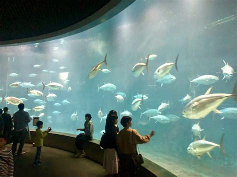 4 BEST Aquariums in central Tokyo, Japan – Traveling Tokyo with Kids