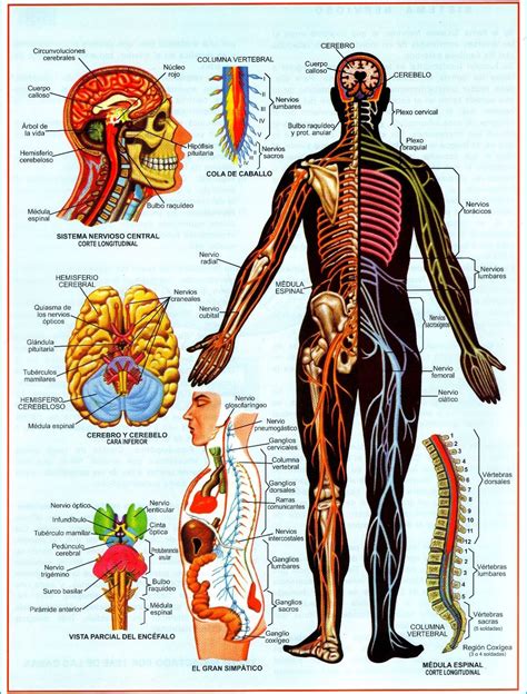 Diagrama De Sistema Nervioso