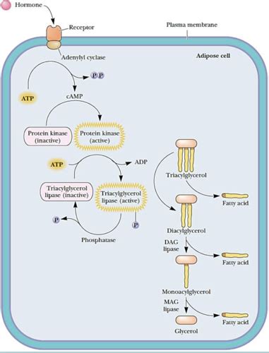 Bs Lec Lipid Metabolism Flashcards Quizlet