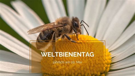 Weltbienentag Mai Schenefeld Stadtbucherei Organisiert Aktion Zum