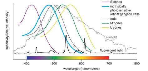 Adapting Your Body Clock To A 24 Hour Society American Scientist