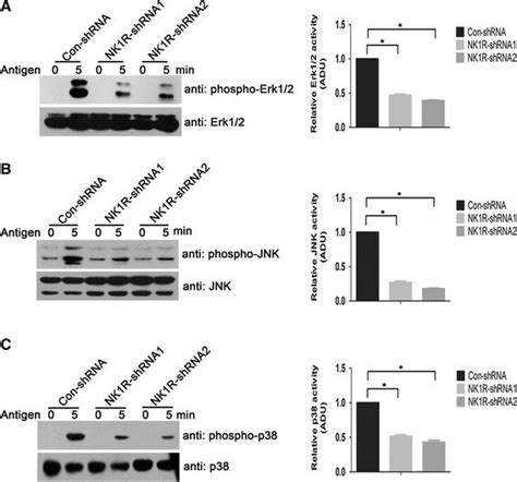 Nk R Contributes To The Phosphorylation Of Mapks Following Fc Ri