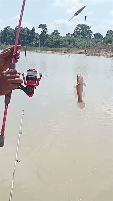 Hari Ini Cuma Ikan Betutu Yang Terselamatkan Mancingmaniamantap Youtube