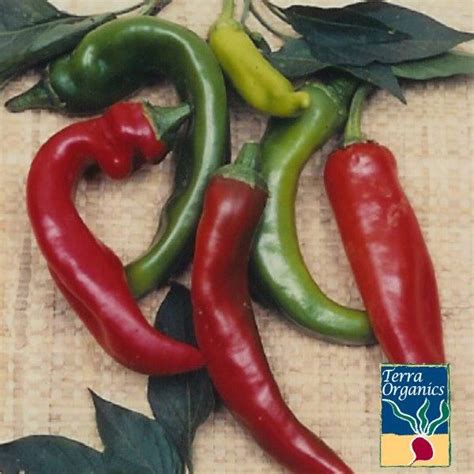 Pepper Seeds - Hot - Anaheim Chili - Organic | Heirloom & Organic Seed