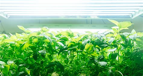 indoor grow room setup  social weed