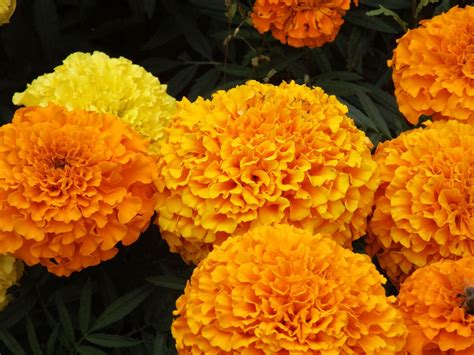 marigolds.in garden 3
