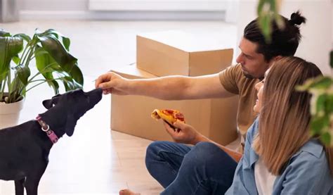 Tips For Moving House With Pets Better Removalists Adelaide