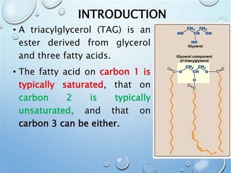 Triacylglycerol and compound lipid metabolism