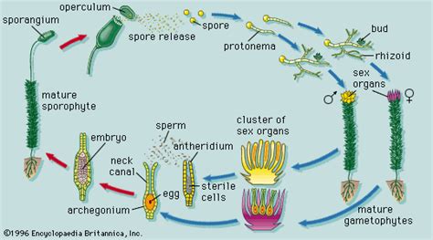 Plant Development Definition Stages Principles Importance And Facts