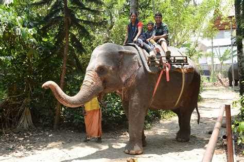 Our Travel Tales: Elephant ride at Tusker Trail, Thekkady