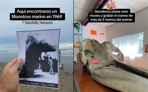 Existi Un Monstruo Marino En Tecolutla Lo Puedes Conocer En El Museo