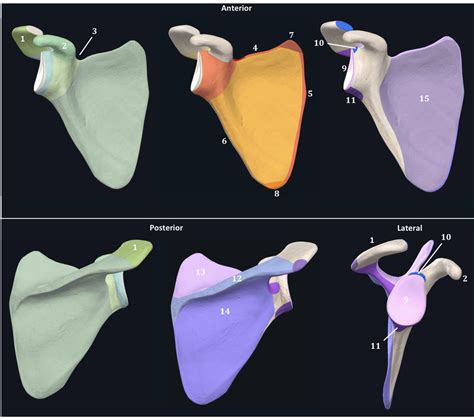 Anatomy of Scapula Diagram | Quizlet