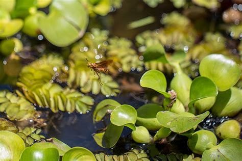 Plantes Aquatiques Filtrantes Lesquelles Choisir Pour Mon Bassin