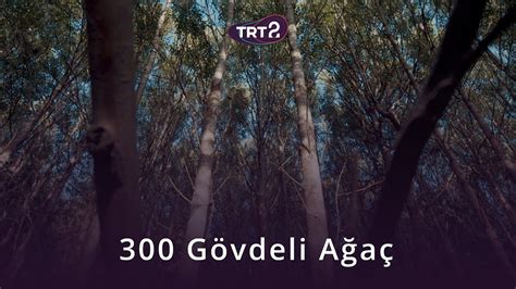 300 Gövdeli Ağaç Yeryüzleri YouTube