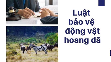 luat bao ve dong vat hoang da va nhung  phat dang