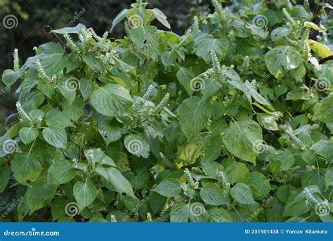 Perilla Frutescens Atropurpurea Stock Image Cartoondealer