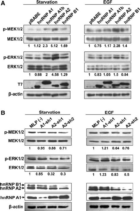 Hnrnp A Activates The Ras Mapk Erk Pathway A B Phm A And