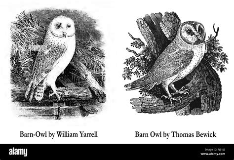 Barn Owl (History of British Birds) William Yarrell - Thomas Bewick ...