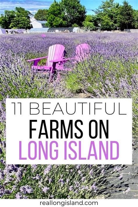 11 Beautiful and Fun Long Island Farms - Real Long Island