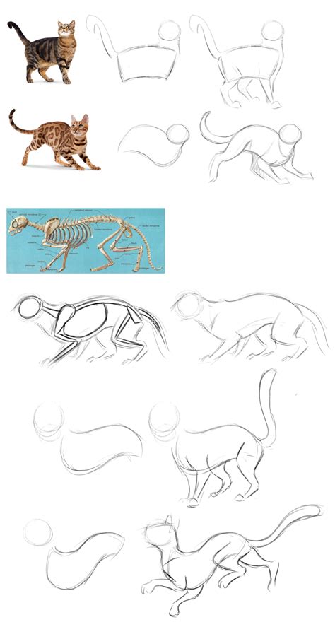 How To Draw A Cat Artofit