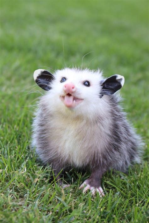 Rrkay On Twitter Rt Ivy Here Is My New Favorite Opossum Image