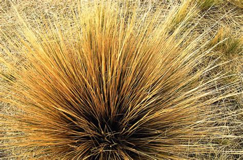 Hemos descubierto una humilde planta originaria de Perú y puede ser