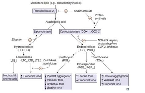 Lipid Metabolism Flashcards Quizlet