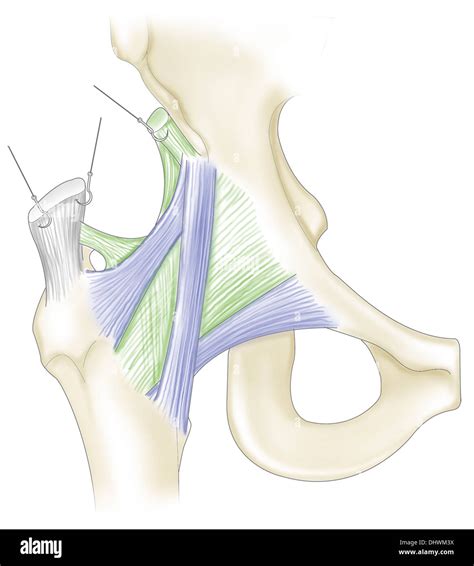 Ligaments Hip Joint Hi Res Stock Photography And Images Alamy