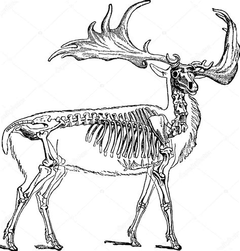 Skeleton deer | Vintage image deer skeleton — Stock Photo © unorobus ...