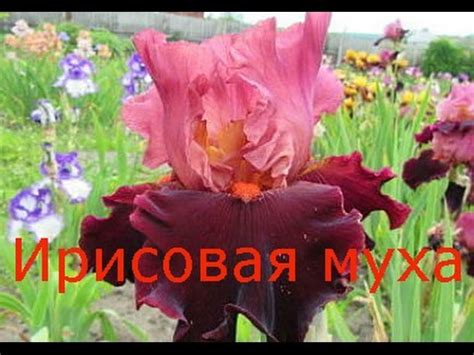 Цветы. Ирисовая муха. Уход за ирисами бородатыми весной - YouTube