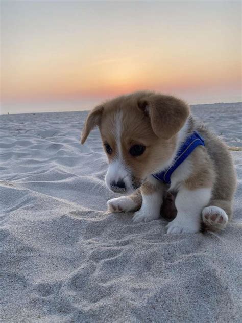 lindo cachorro rompecabezas en línea