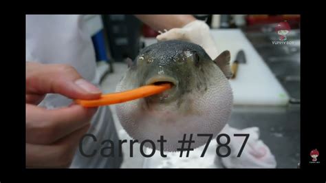 Puffer Fish Eating A Carrot 787 YouTube