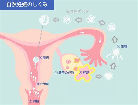 やすのり先生のキーワード解説（1） 人工授精／体外受精／顕微授精＜前編＞ ｜ 妊娠・出産インフォ｜ミキハウス出産準備サイト