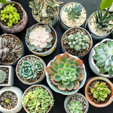 15 Best Succulent Plant Types and How to Grow Them Indoors or Out