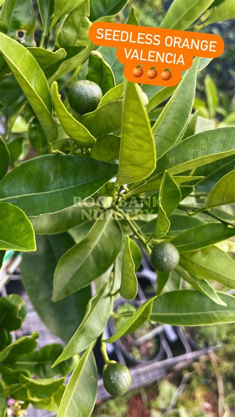 Orange Seedless Valencia — Rockbank Nursery