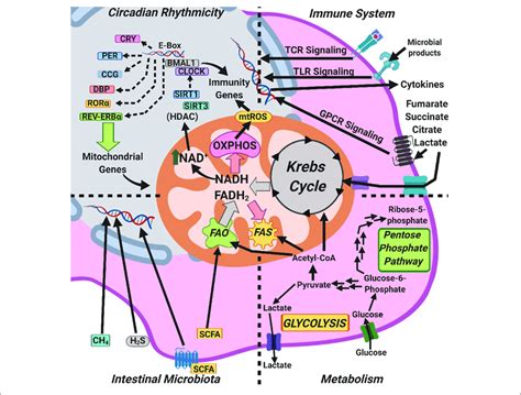 Mitochondria As An Integrative Hub Coordinating Circadian Rhythms